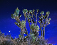 joshua tree well lit