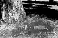 graves
