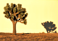 clean tree